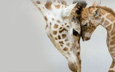 Curso Intro a la CNV ONLINE septiembre 2022