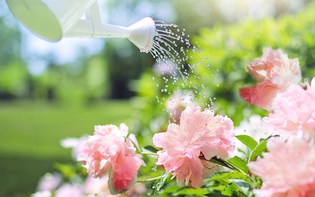 Cómo cultivar relaciones que florecen: reconocimiento y gratitud