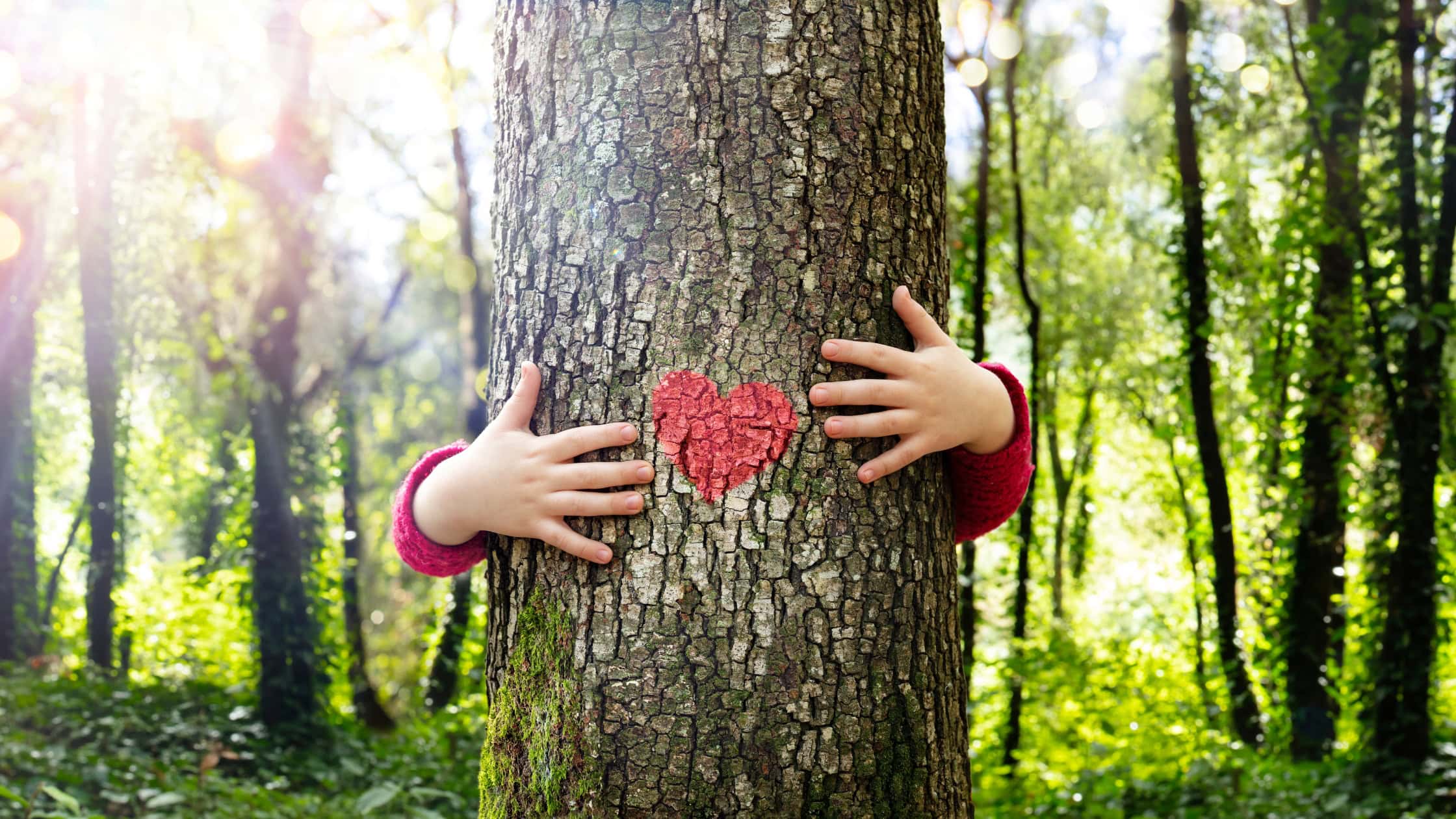 Una persona con un jersey rojo abraza un árbol en un bosque, con una forma de corazón rojo hecha de corteza pegada al tronco del árbol.